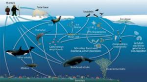 Arctic Marine Food Web